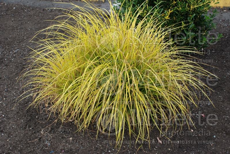 Carex Aurea (Appalachian sedge Ornamental Grass) 8 