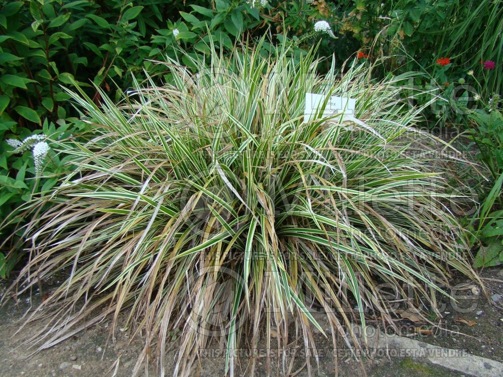 Carex Aurea (Appalachian sedge Ornamental Grass) 1 