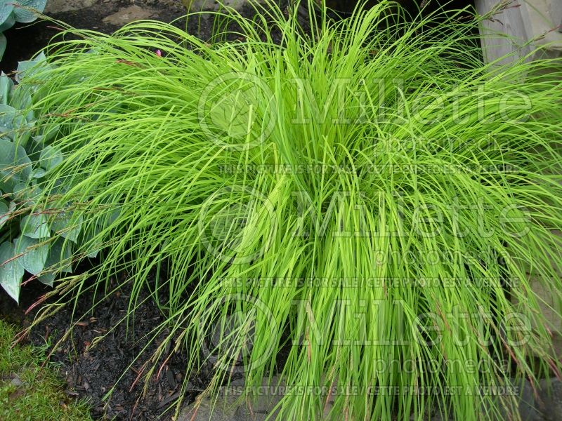 Carex Aurea (Appalachian sedge Ornamental Grass) 2 