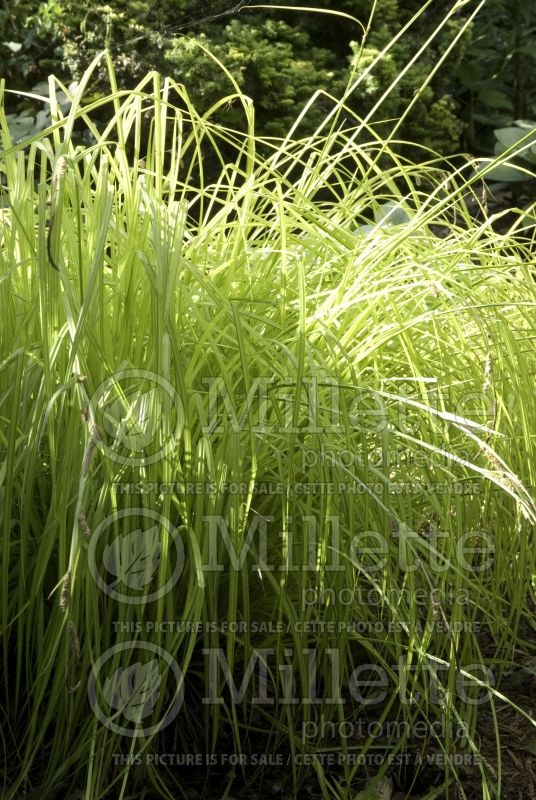 Carex Aurea (Appalachian sedge Ornamental Grass) 3 