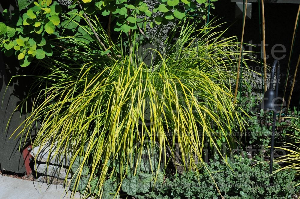 Carex Bowles Golden (Plantain leaf sedge Sedge Ornamental Grass) 1 