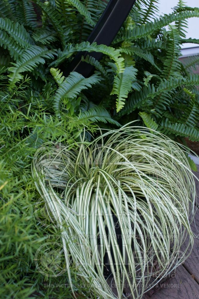 Carex Evergold (Sedge Ornamental Grass) 4 