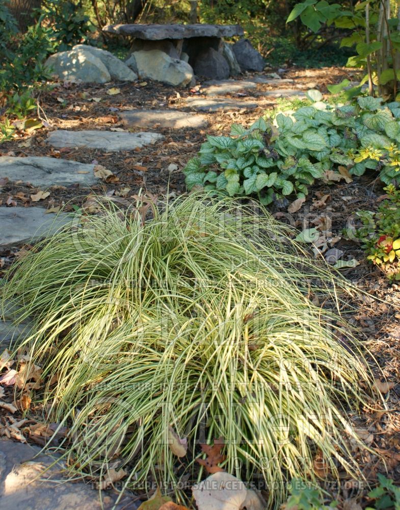 Carex Evergold (Sedge Ornamental Grass) 6 