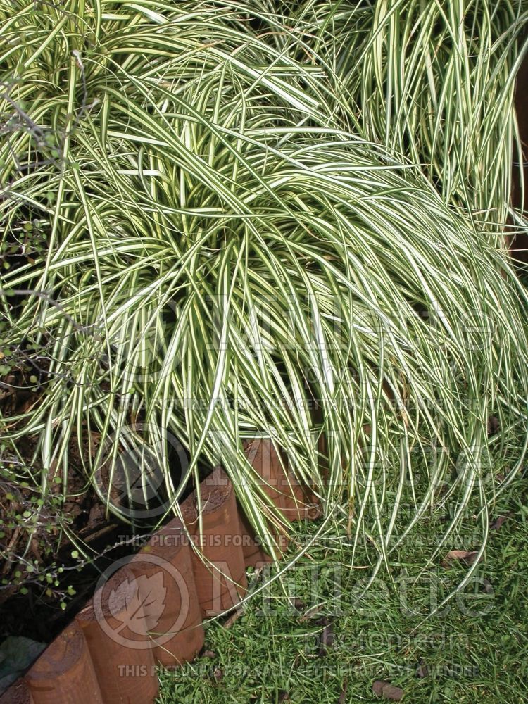 Carex Evergold (Sedge Ornamental Grass) 7 