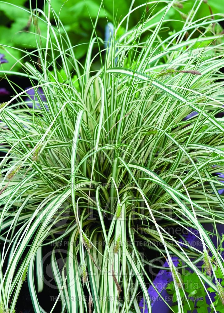 Carex Evergold (Sedge Ornamental Grass) 5 