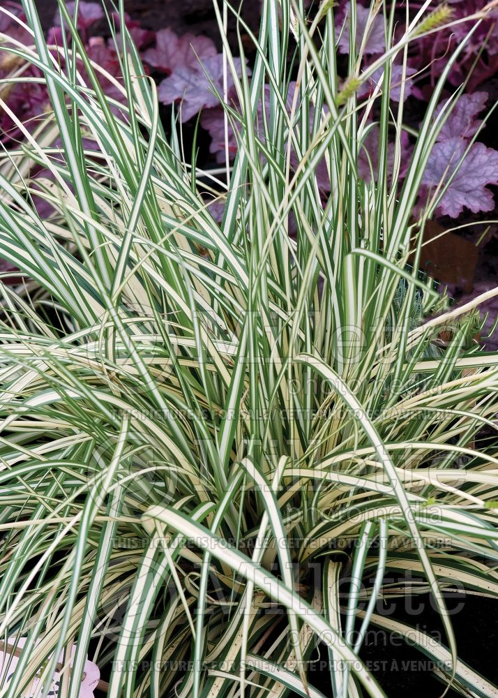 Carex Evergold (Sedge Ornamental Grass) 18 