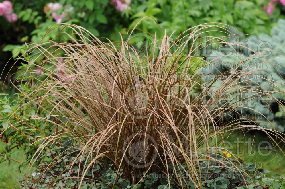 Carex Auburn (Weeping Brown Sedge Ornamental Grass) 1 