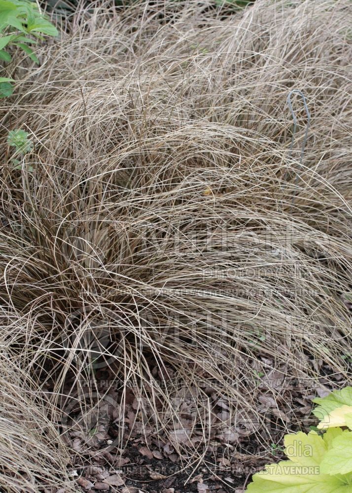 Carex Auburn (Weeping Brown Sedge Ornamental Grass) 2 