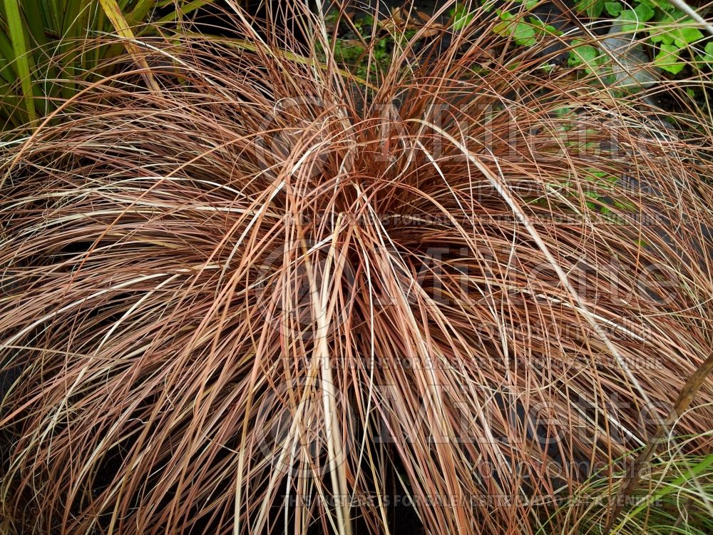 Carex Bronzita (New Zealand Hair Sedge Ornamental Grass) 2 