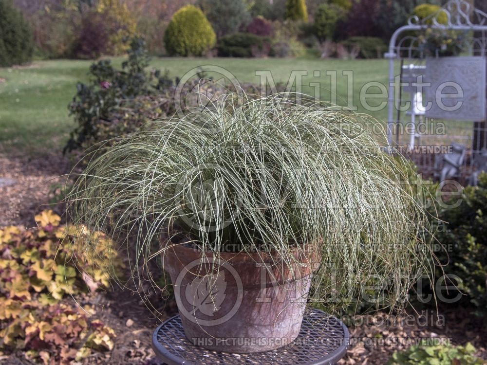 Carex Frosted Curls (New Zealand Hair Sedge Ornamental Grass) 1 