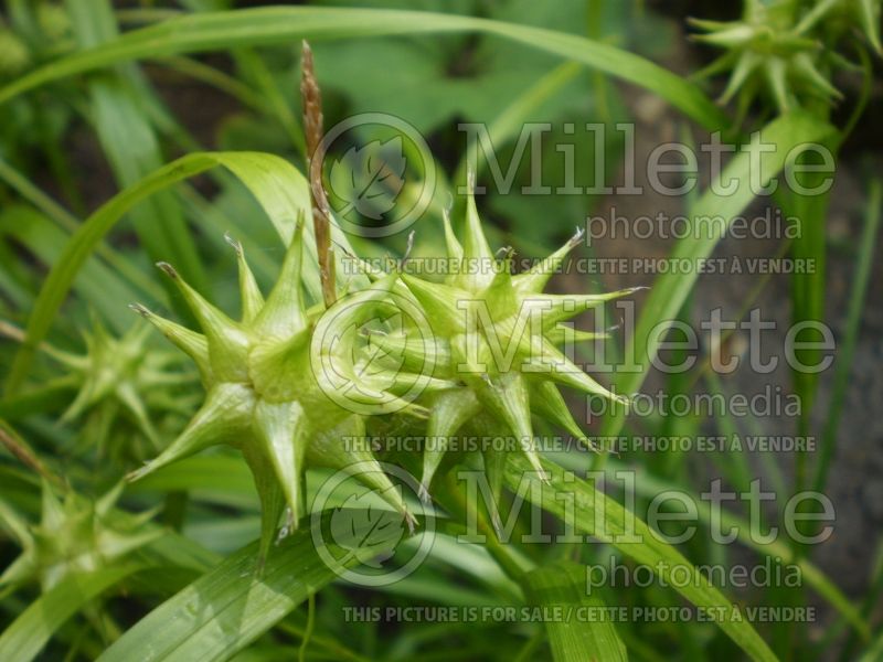 Carex grayi (gray sedge Ornamental Grass) 2