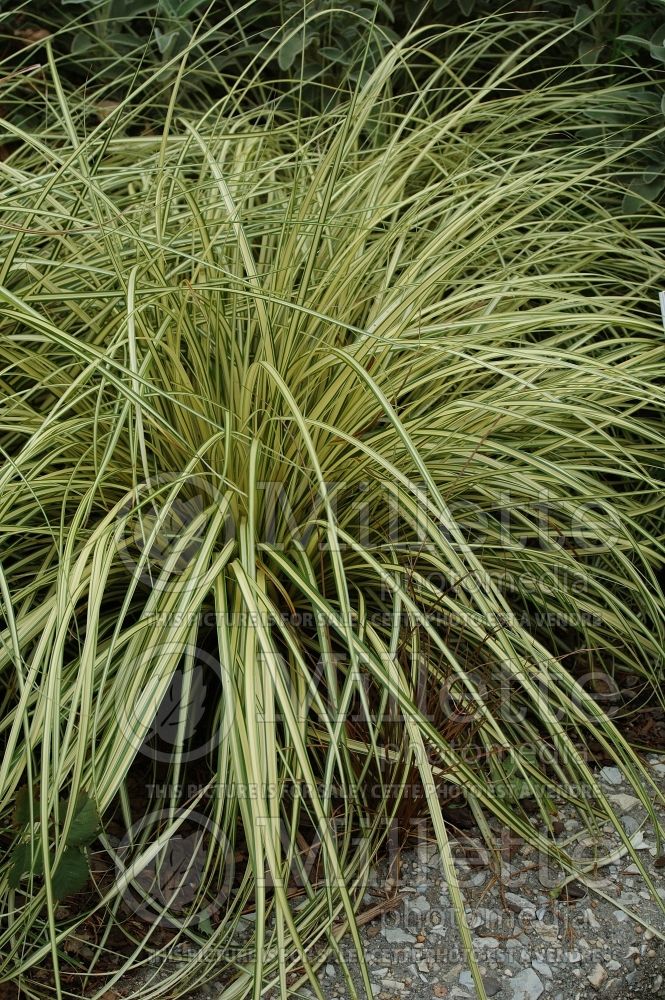 Carex Evergold (Sedge Ornamental Grass) 2 