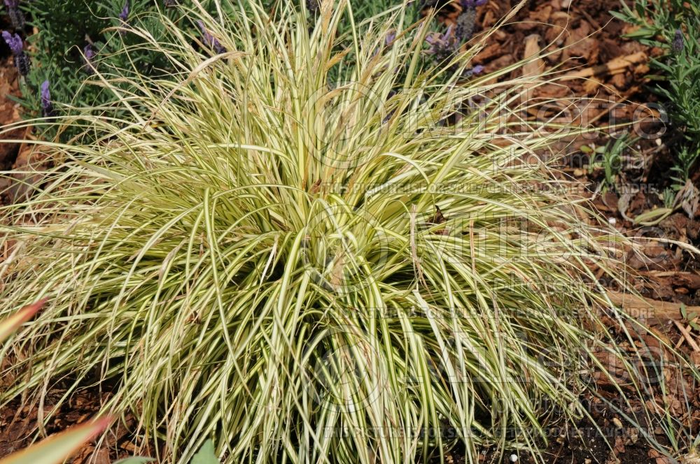 Carex Evergold (Sedge Ornamental Grass) 3 