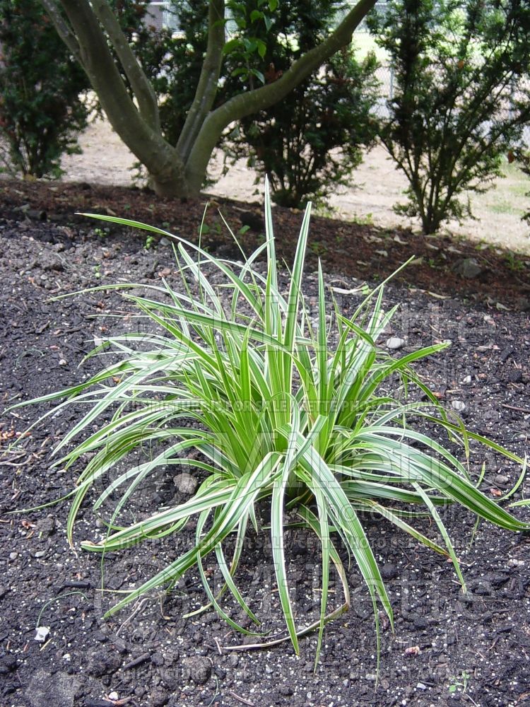 Carex Ice Dance (Sedge Ornamental Grass) 10 