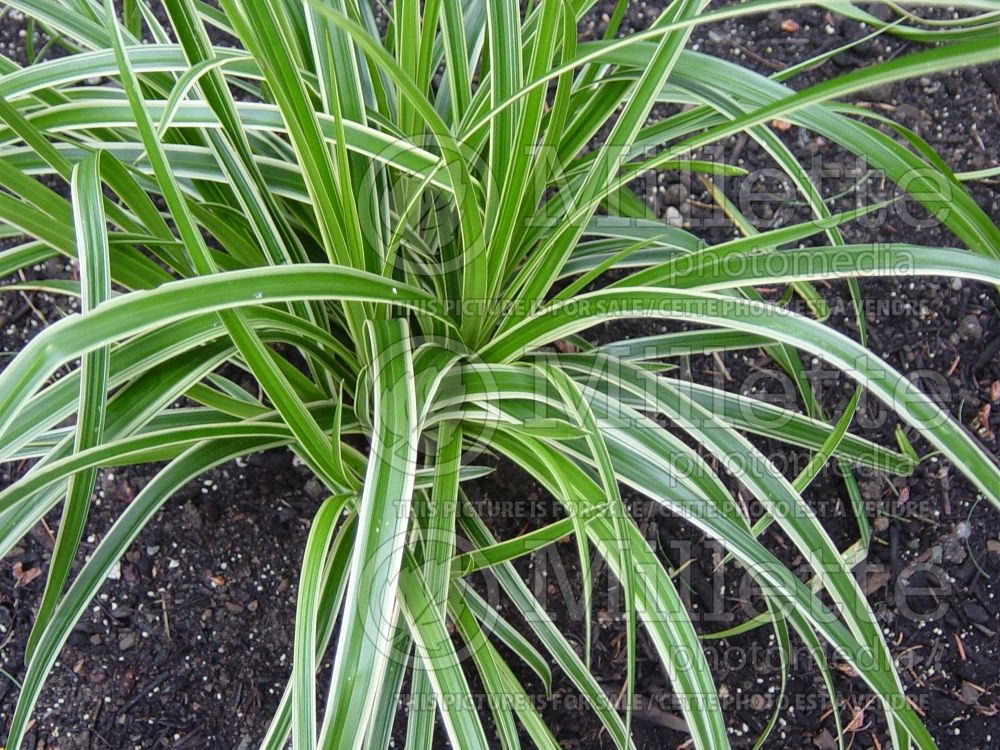 Carex Ice Dance (Sedge Ornamental Grass) 9 