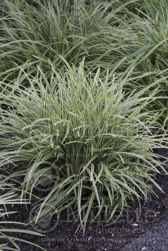 Carex Ice Dance (Sedge Ornamental Grass) 3 