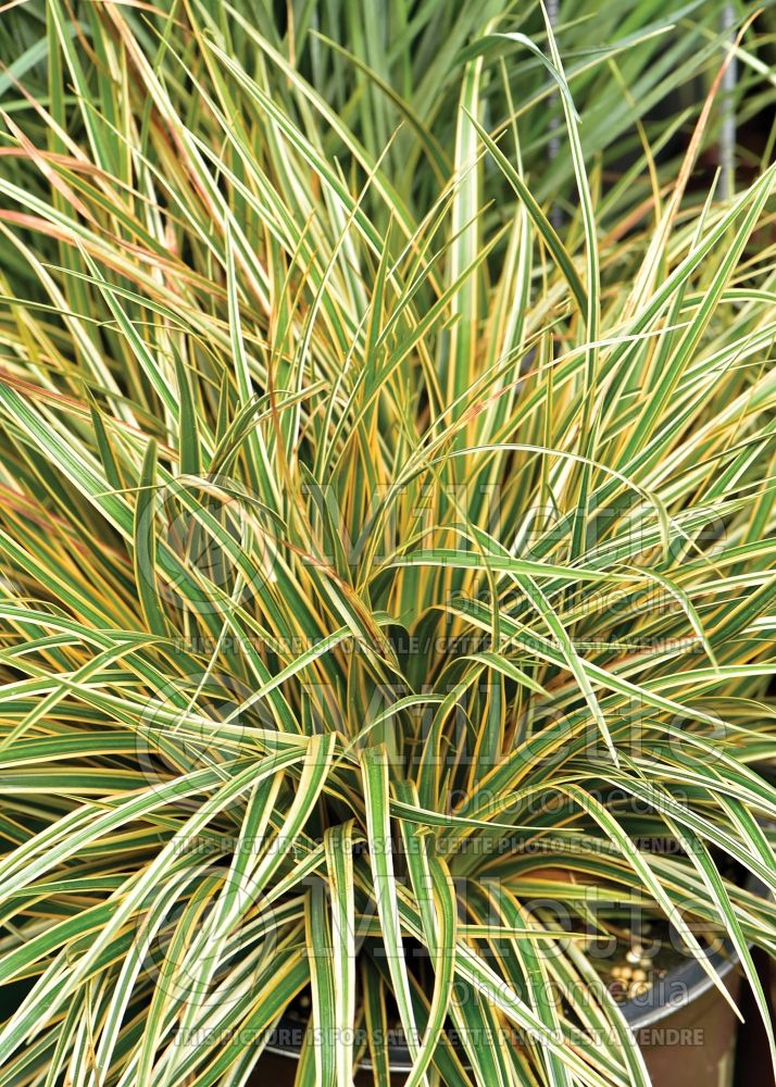 Carex EverColor Everglow (sedge Ornamental Grass) 3 