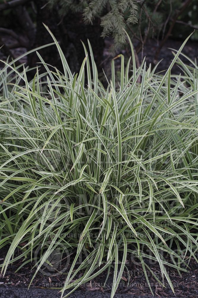 Carex Ice Dance (Sedge Ornamental Grass) 4 