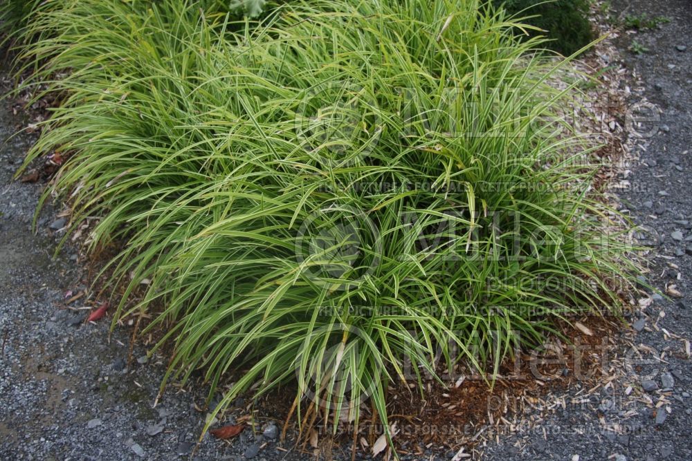 Carex Ice Dance (Sedge Ornamental Grass) 5 