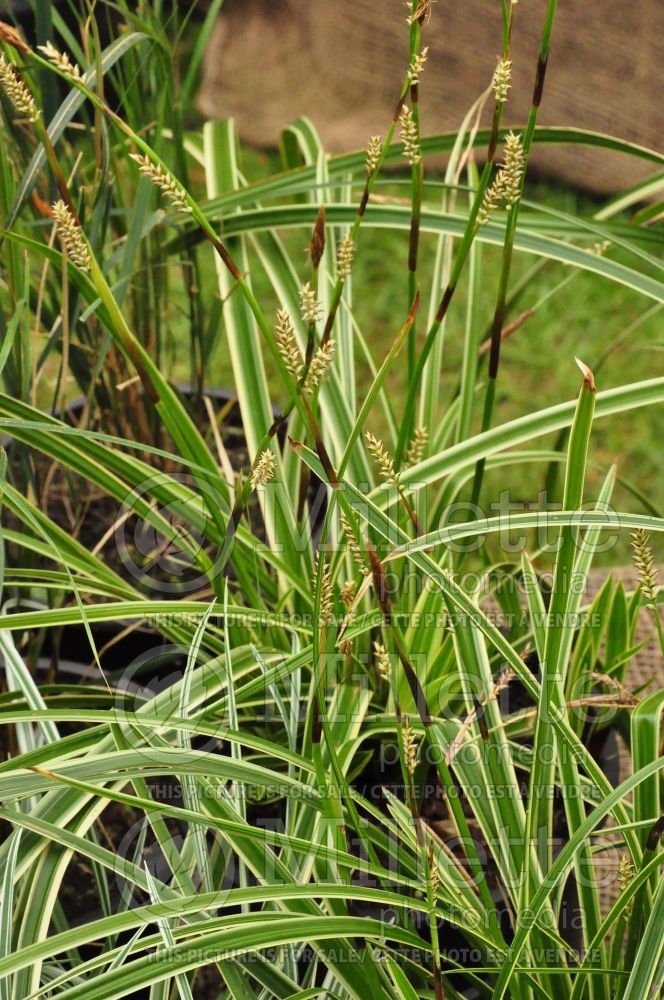 Carex Ice Dance (Sedge Ornamental Grass) 7 