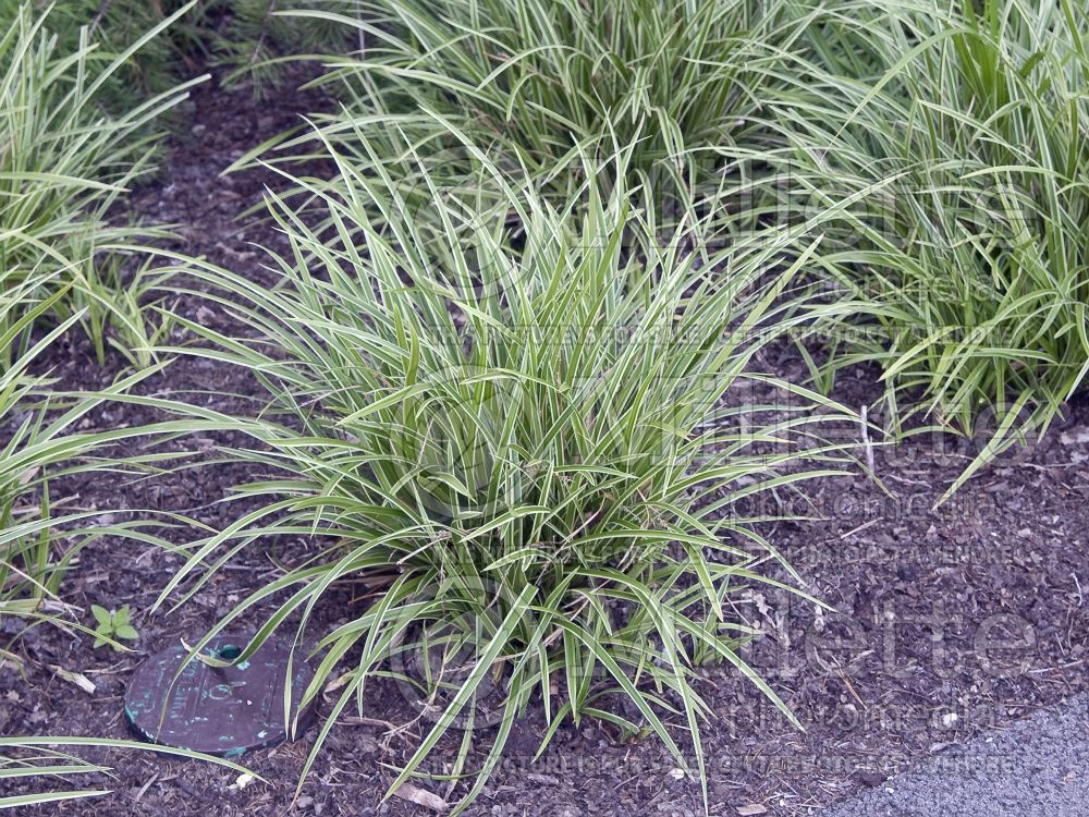 Carex Ice Dance (Sedge Ornamental Grass) 15 