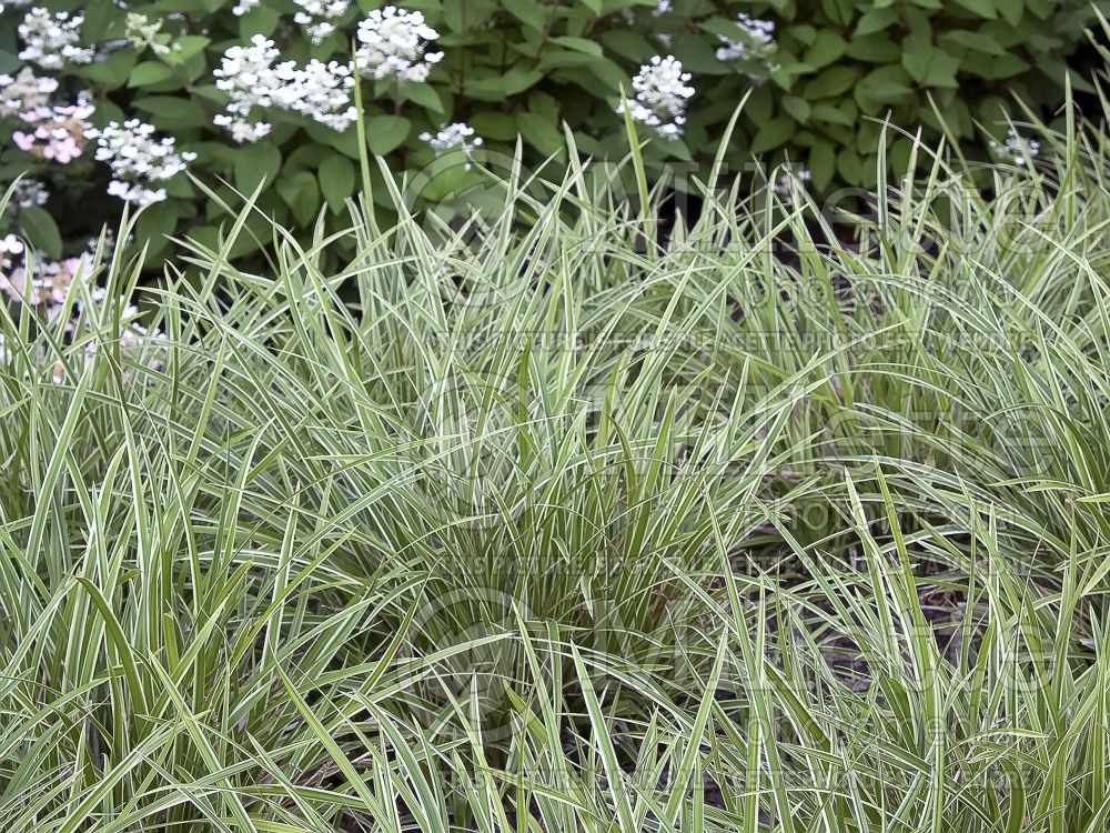 Carex Ice Dance (Sedge Ornamental Grass) 13 