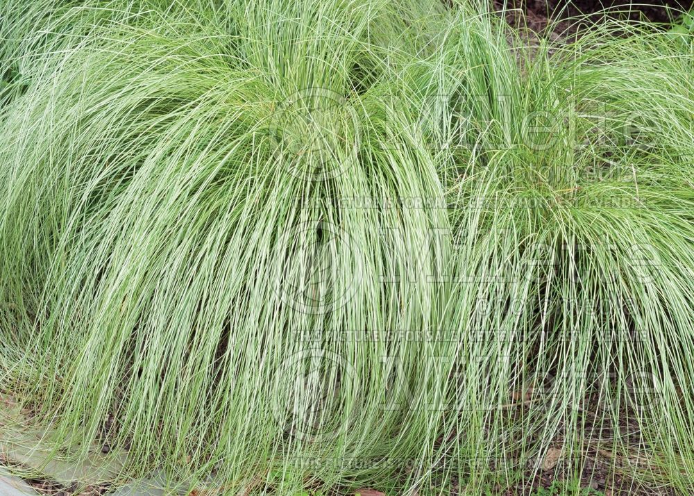 Carex Silk Tassel (sedge Ornamental Grass) 1 
