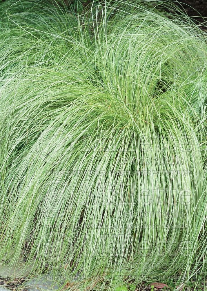 Carex Silk Tassel (sedge Ornamental Grass) 2 
