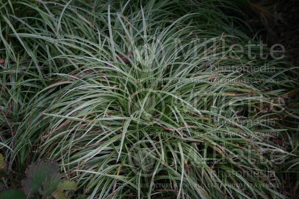 Carex Silver Scepter (Sedge Ornamental Grass) 1