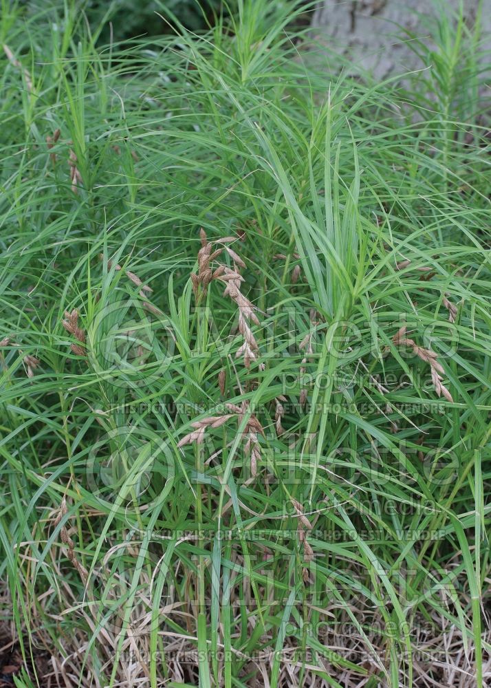 Carex Little Midge (Dwarf Palm Sedge Ornamental Grass) 1 