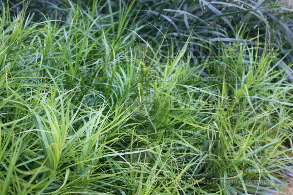 Carex Oehme (Variegated Palm Sedge Ornamental Grass)  1