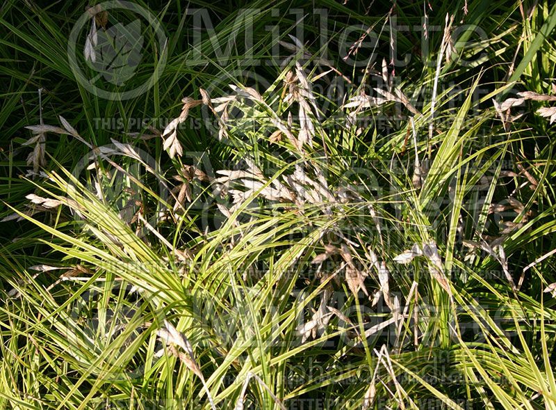 Carex Oehme (Variegated Palm Sedge Ornamental Grass)  3