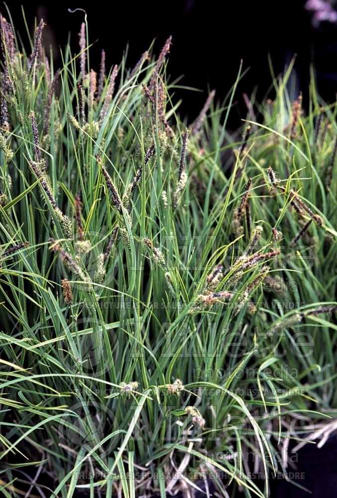 Carex Variegata (Variegated Black Sedge Ornamental Grass) 1b