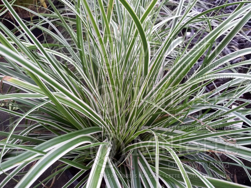 Carex Everest (Sedge Ornamental Grass) 2 