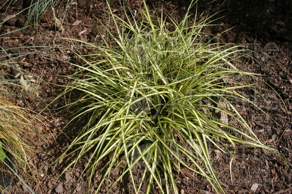 Carex Evergold (Sedge Ornamental Grass) 15 