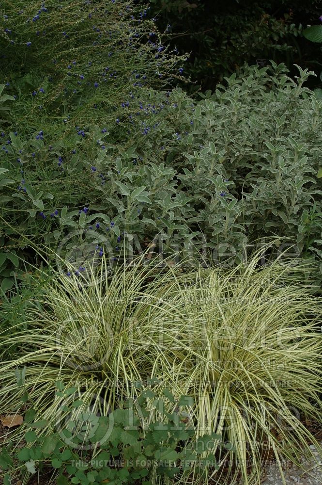 Carex Evergold (Sedge Ornamental Grass) 11 