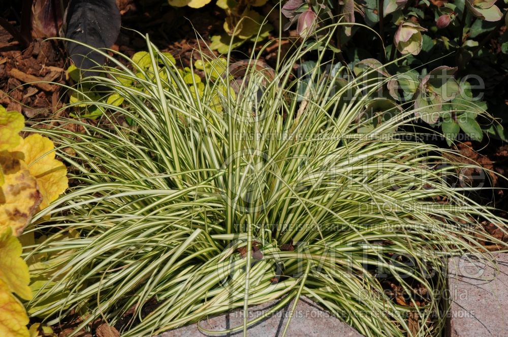 Carex Evergold (Sedge Ornamental Grass) 17 