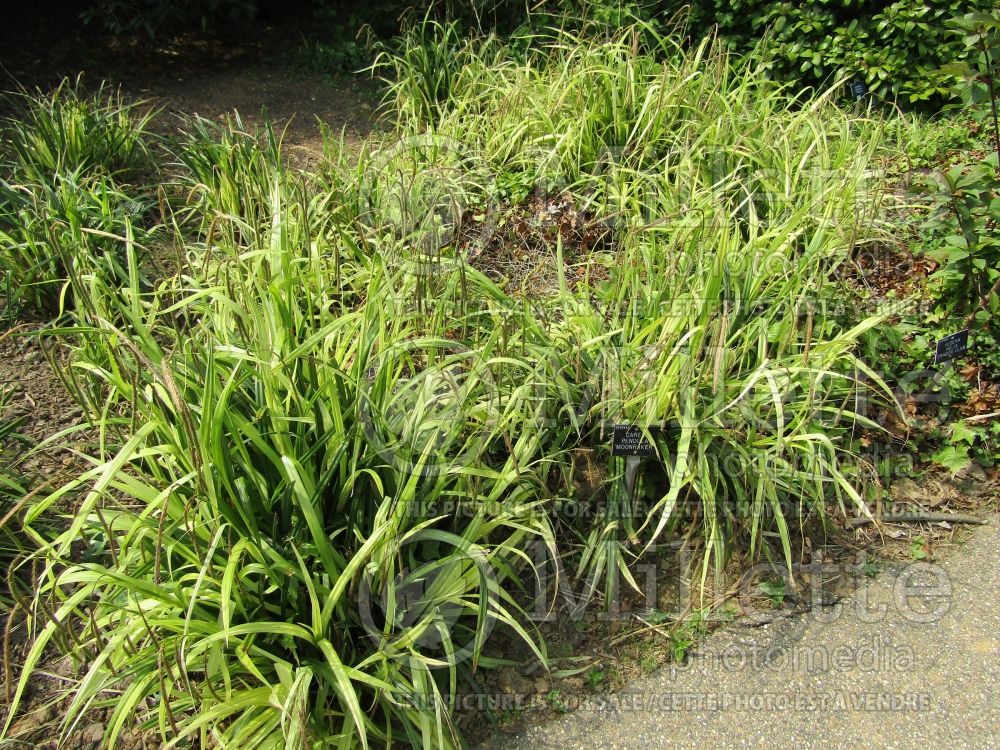 Carex pendula (Sedge Ornamental Grass) 3