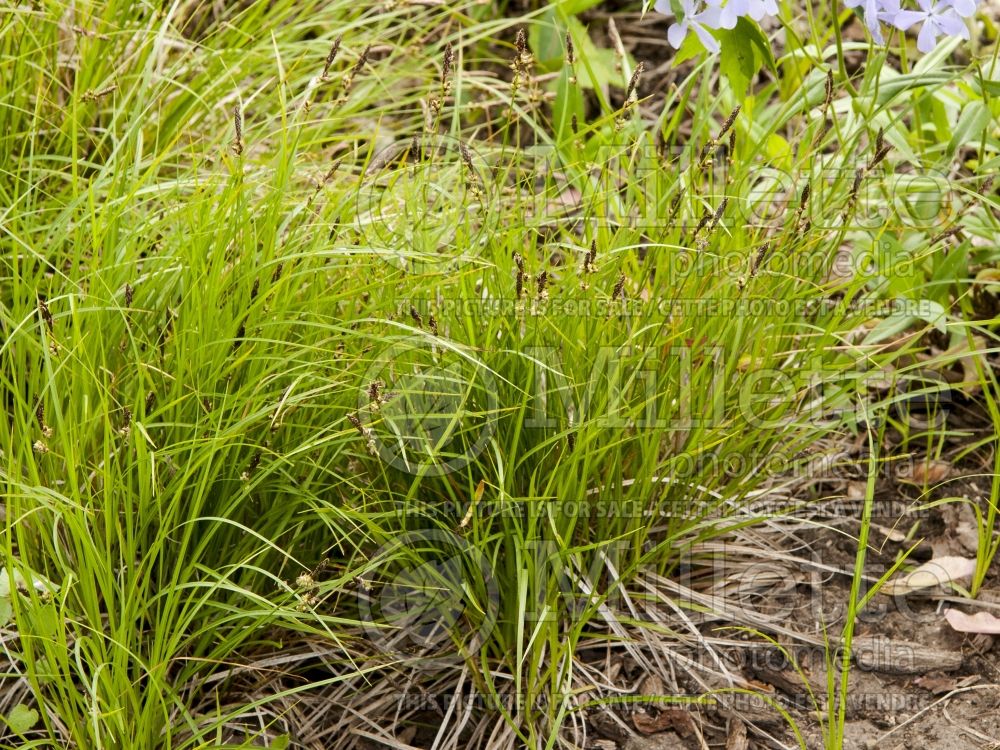 Carex pensylvanica (Sedge Ornamental Grass) 1