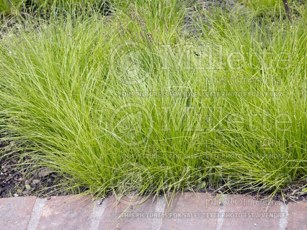 Carex pensylvanica (Sedge Ornamental Grass) 4