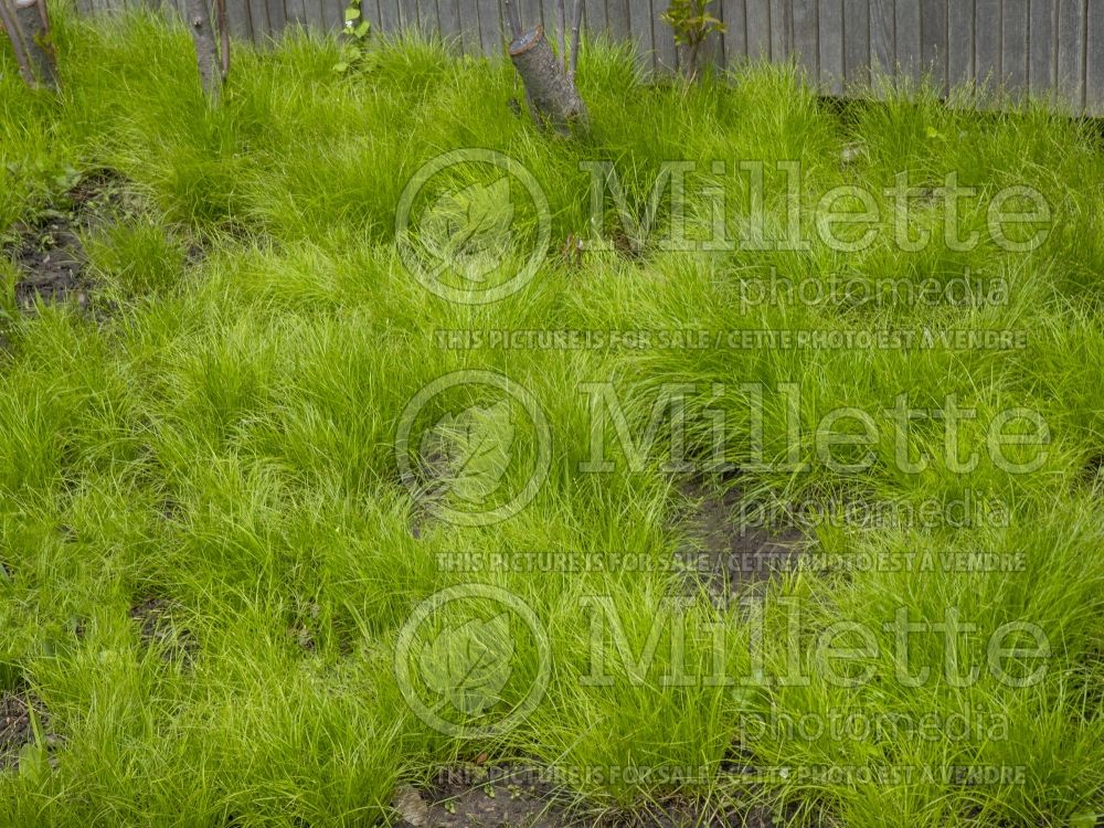 Carex pensylvanica (Sedge Ornamental Grass) 7