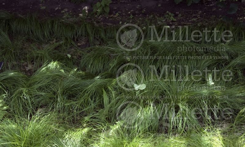 Carex pensylvanica (Sedge Ornamental Grass) 3