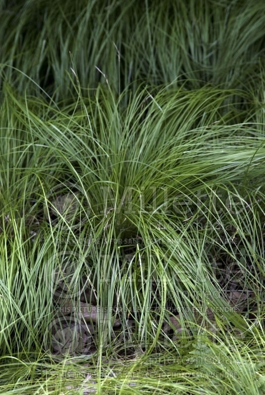 Carex pensylvanica (Sedge Ornamental Grass) 2