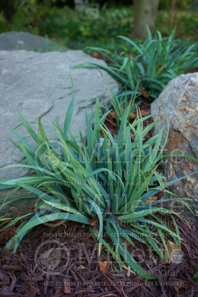 Carex platyphylla (Broad-leaved Sedge Ornamental Grass) 1