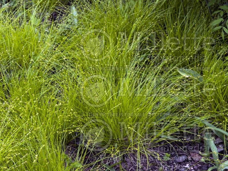 Carex radiata (Sedge Ornamental Grass) 1