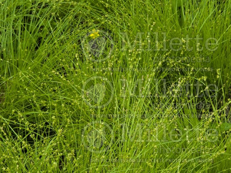 Carex radiata (Sedge Ornamental Grass) 2