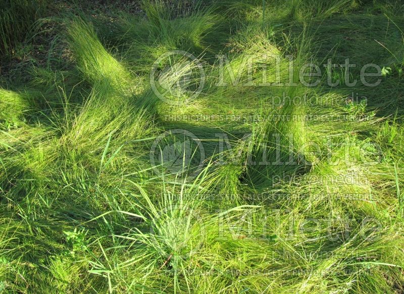 Carex radiata (Sedge Ornamental Grass) 4