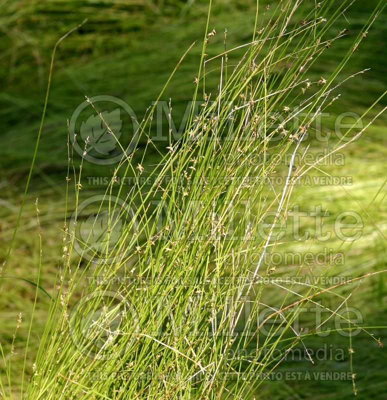 Carex radiata (Sedge Ornamental Grass) 5