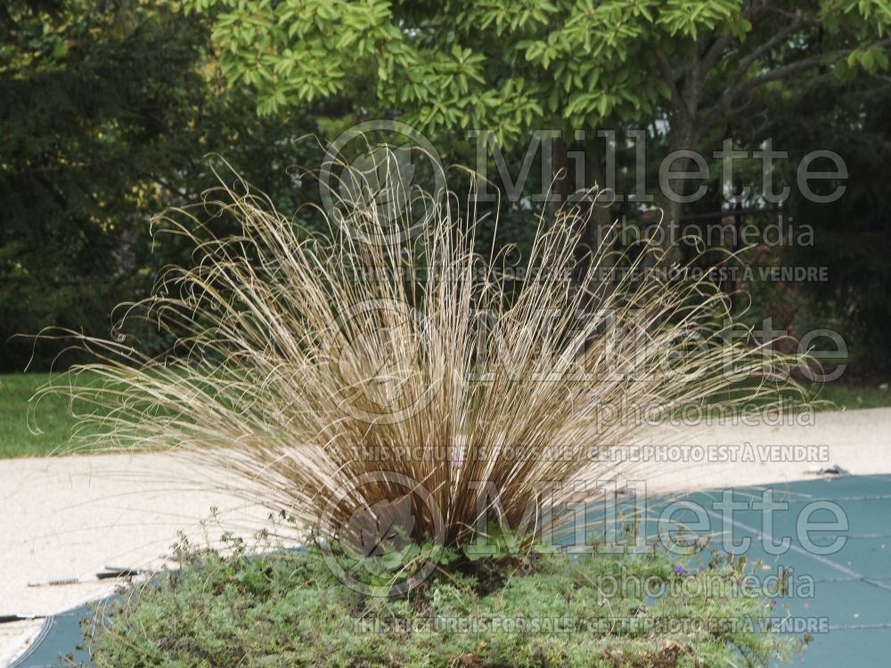 Carex Red Rooster (New Zealand Hair Sedge Ornamental Grass) 1