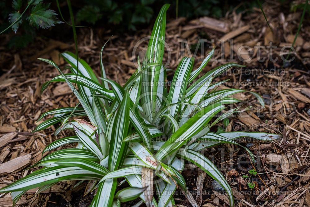 Carex Snow Cap (Broad-leaved Sedge Ornamental Grass) 2